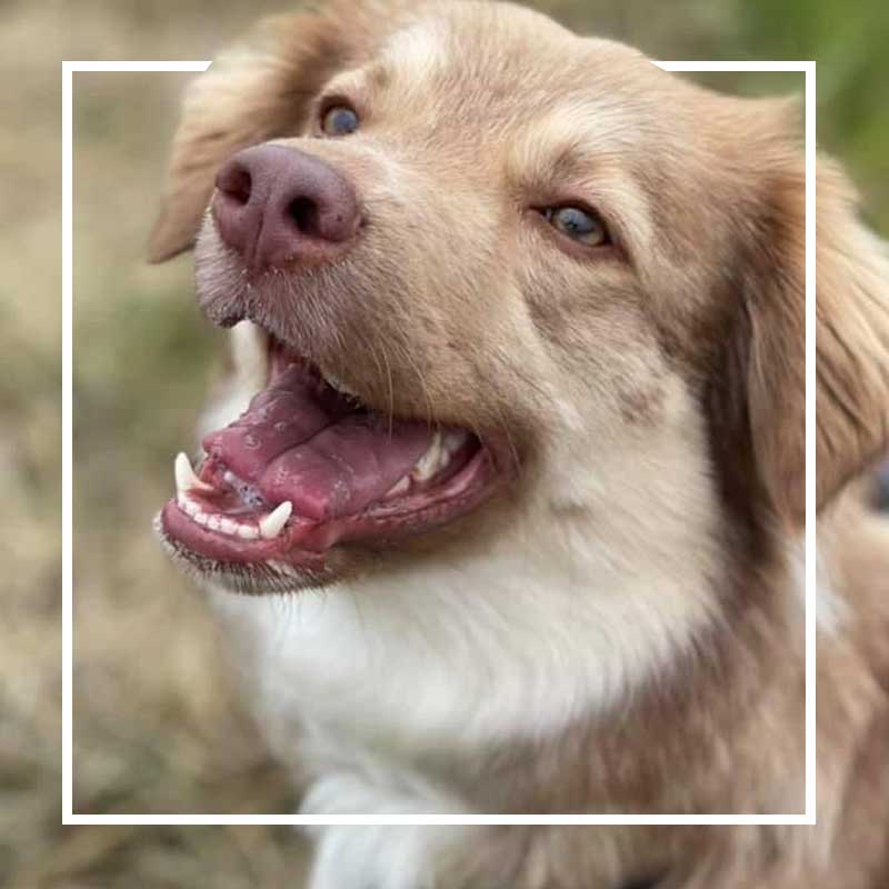 Onlineshop für Hundebedarf und Hundezubehör. Orthopädische Hundebetten, Hundekissen, Leinen, Halsbänder, Halstücher & mehr in unserem Hundeshop.